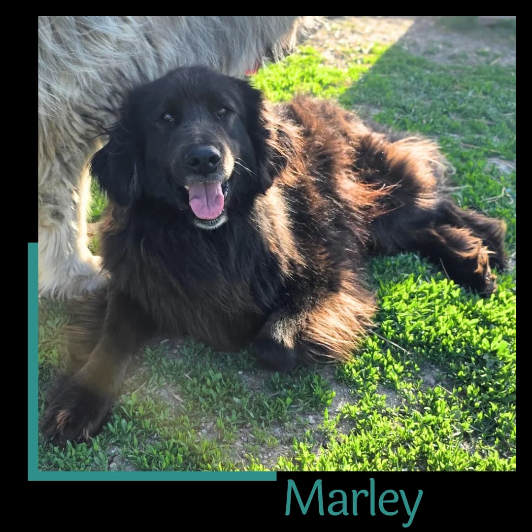 Marley, male young Mixed Breed for adoption at Tiernothilfe Zweite Chance e.V., Bitterfeld - Wolfen