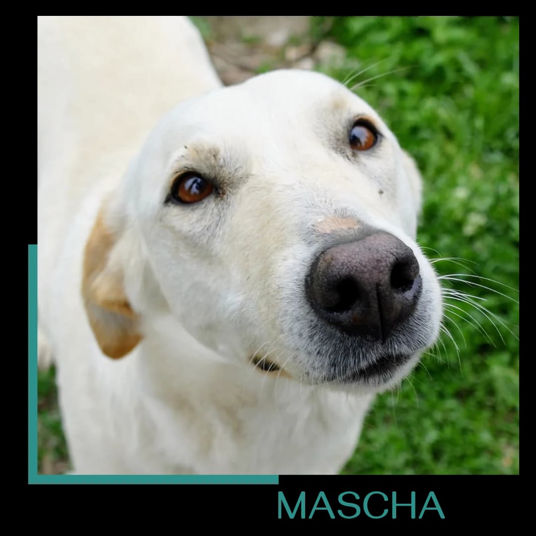 Mascha, female 6yo Mixed Breed for adoption at Tiernothilfe Zweite Chance e.V., Bitterfeld - Wolfen
