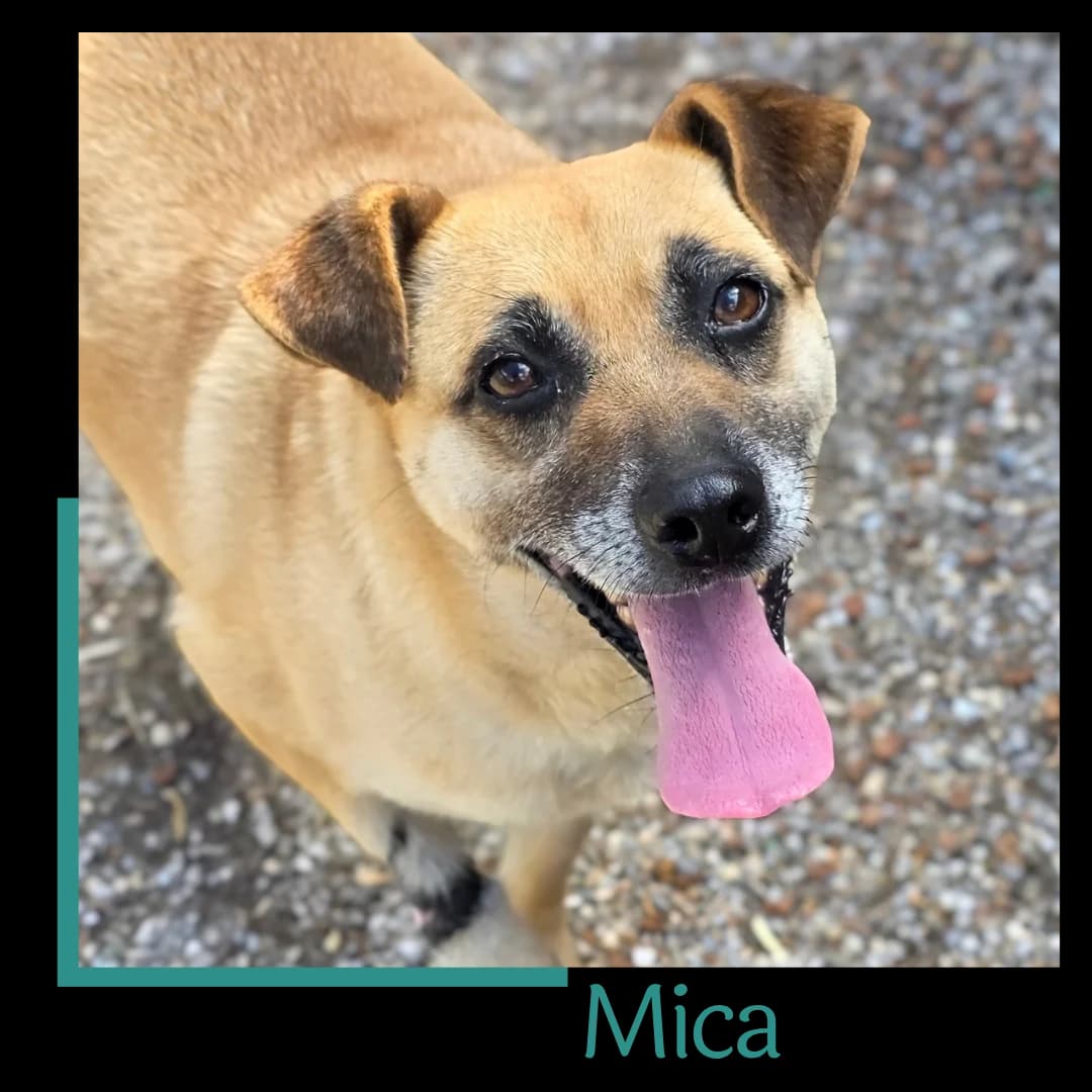 Mica, female 5yo Mixed Breed for adoption at Tiernothilfe Zweite Chance e.V., Bitterfeld - Wolfen
