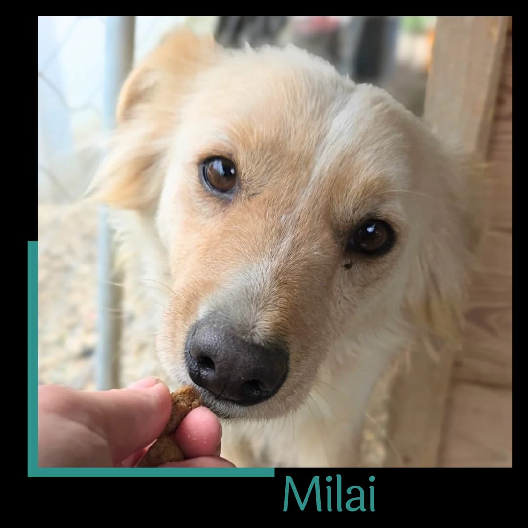 Milai, female young Mixed Breed for adoption at Tiernothilfe Zweite Chance e.V., Bitterfeld - Wolfen