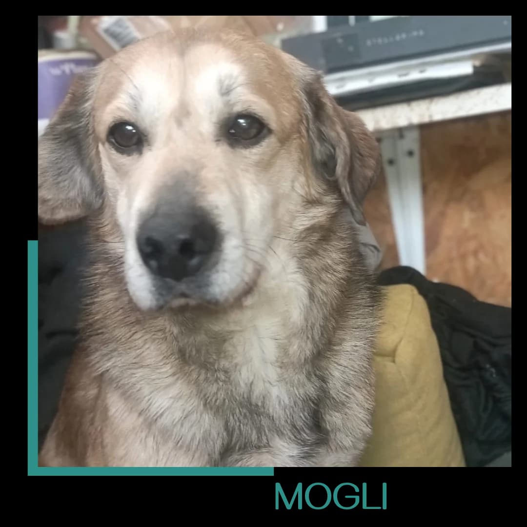 Mogli, male 6yo Mixed Breed for adoption at Tiernothilfe Zweite Chance e.V., Bitterfeld - Wolfen