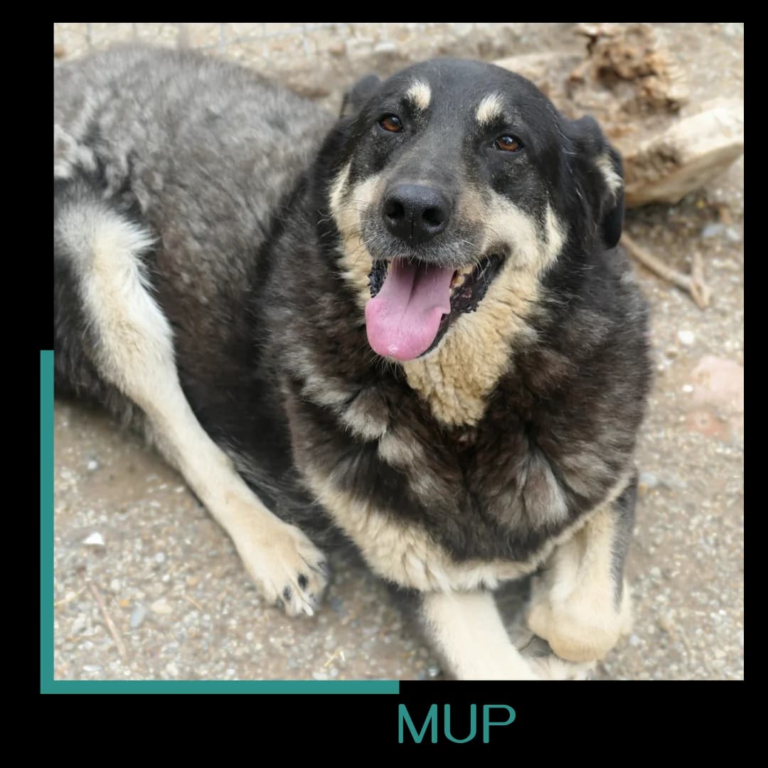 Mup, male senior Mixed Breed for adoption at Tiernothilfe Zweite Chance e.V., Bitterfeld - Wolfen