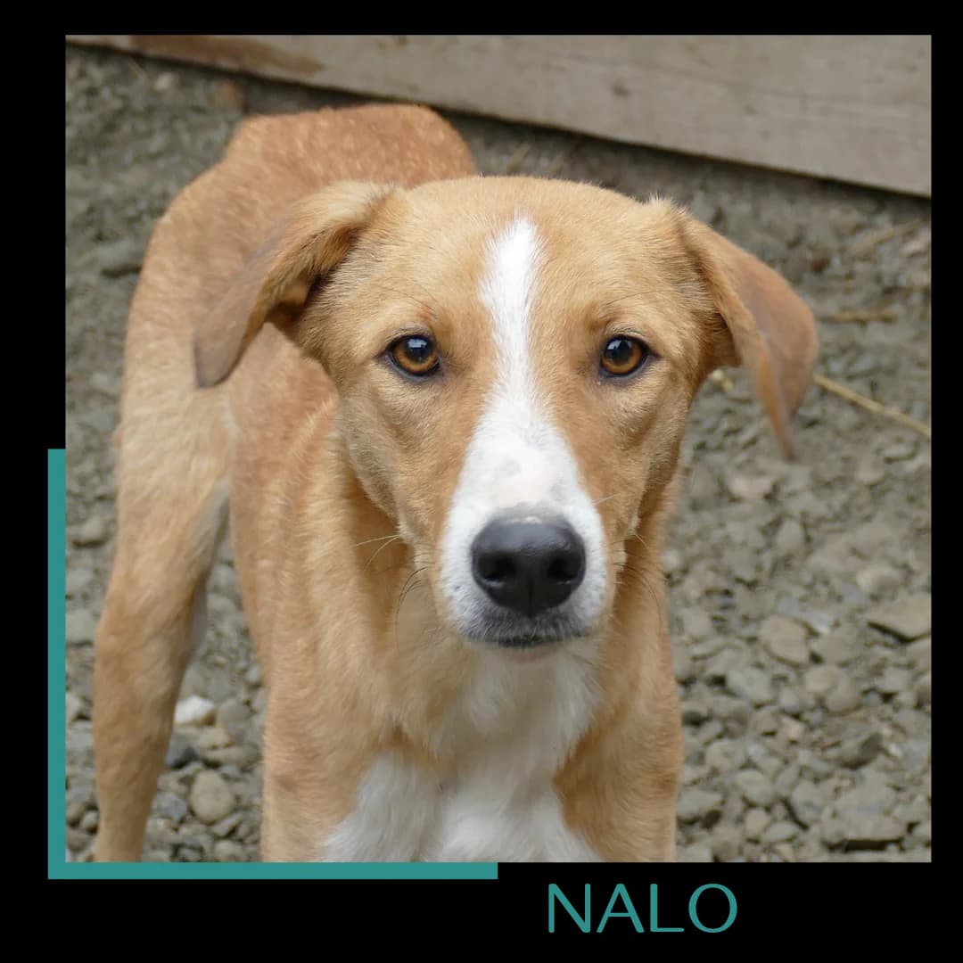 Nalo, male 6yo Mixed Breed for adoption at Tiernothilfe Zweite Chance e.V., Bitterfeld - Wolfen