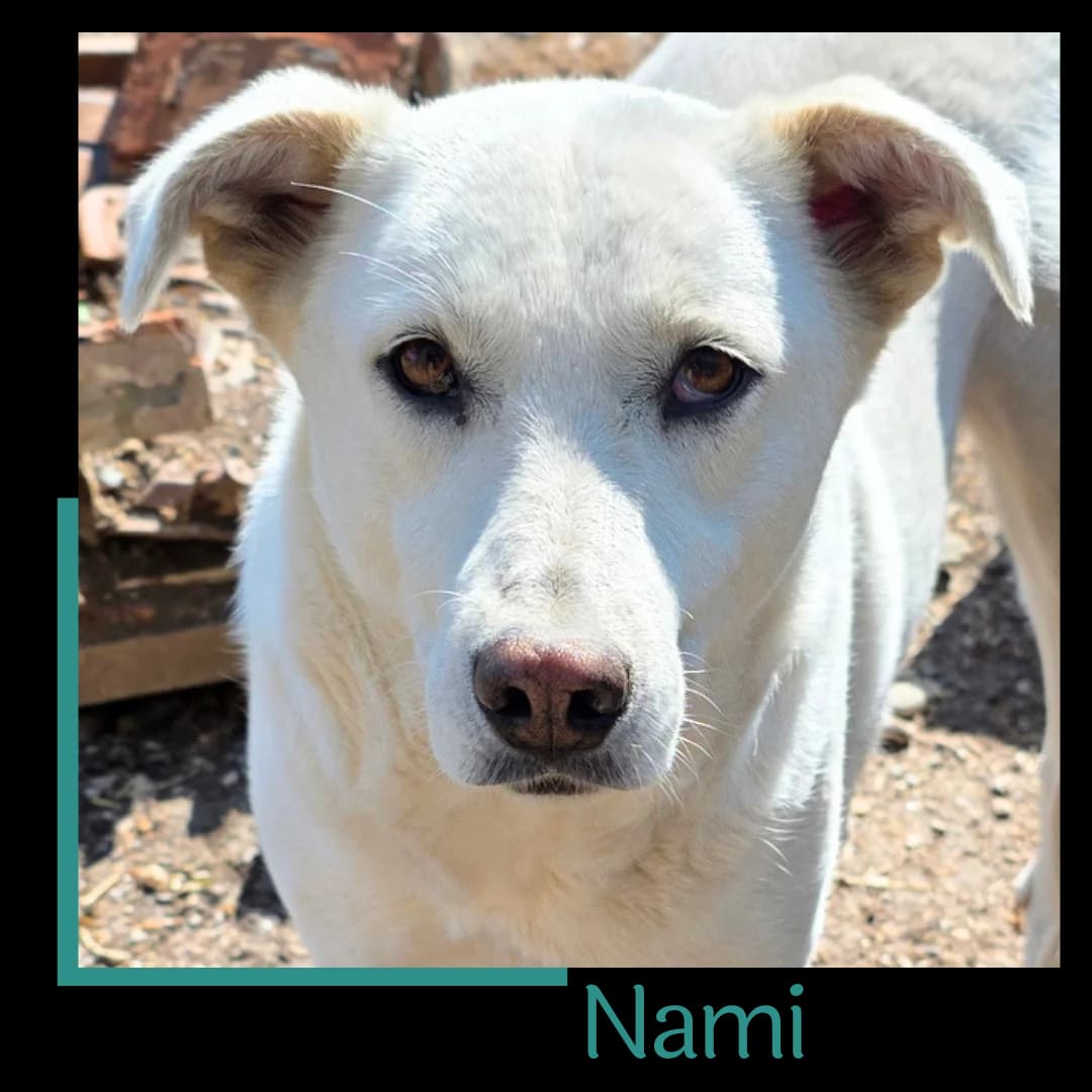 Nami, female 4yo Mixed Breed for adoption at Tiernothilfe Zweite Chance e.V., Bitterfeld - Wolfen