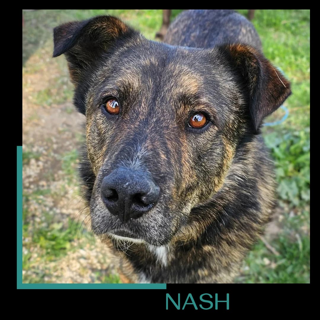 Nash, male 6yo Mixed Breed for adoption at Tiernothilfe Zweite Chance e.V., Bitterfeld - Wolfen