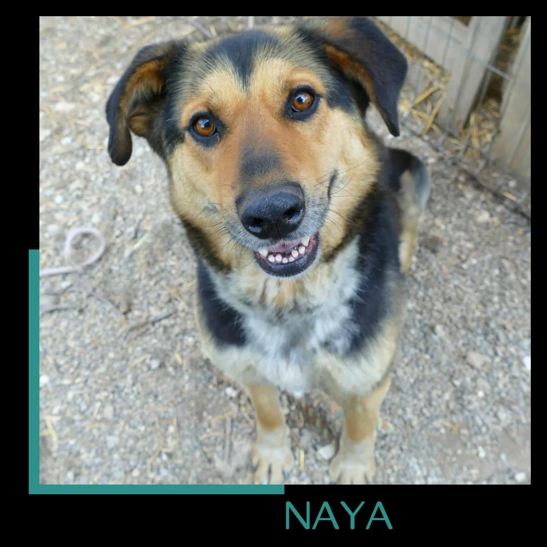 Naya, female 4yo Mixed Breed for adoption at Tiernothilfe Zweite Chance e.V., Bitterfeld - Wolfen