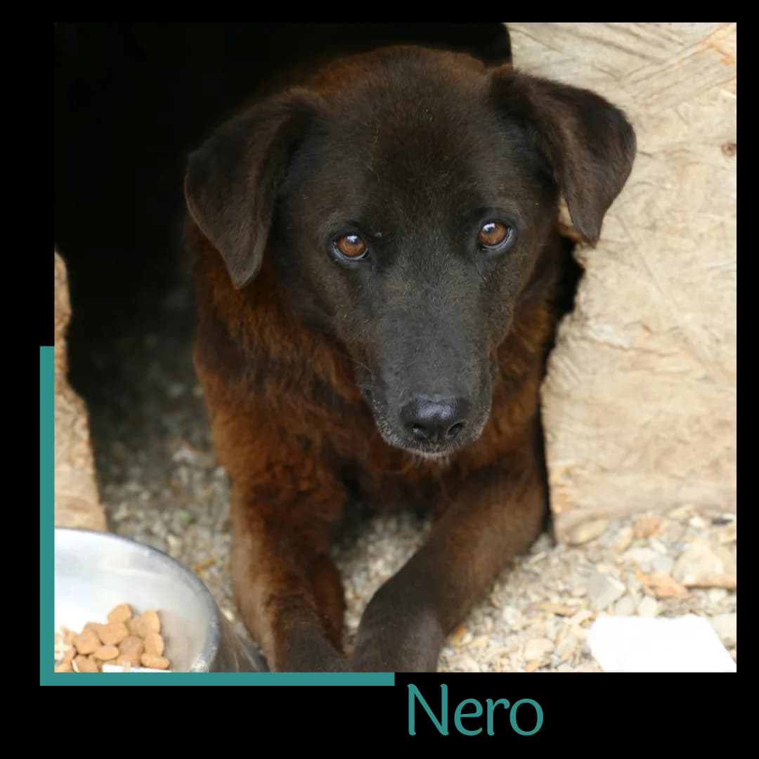 Nero, male senior Mixed Breed for adoption at Tiernothilfe Zweite Chance e.V., Bitterfeld - Wolfen