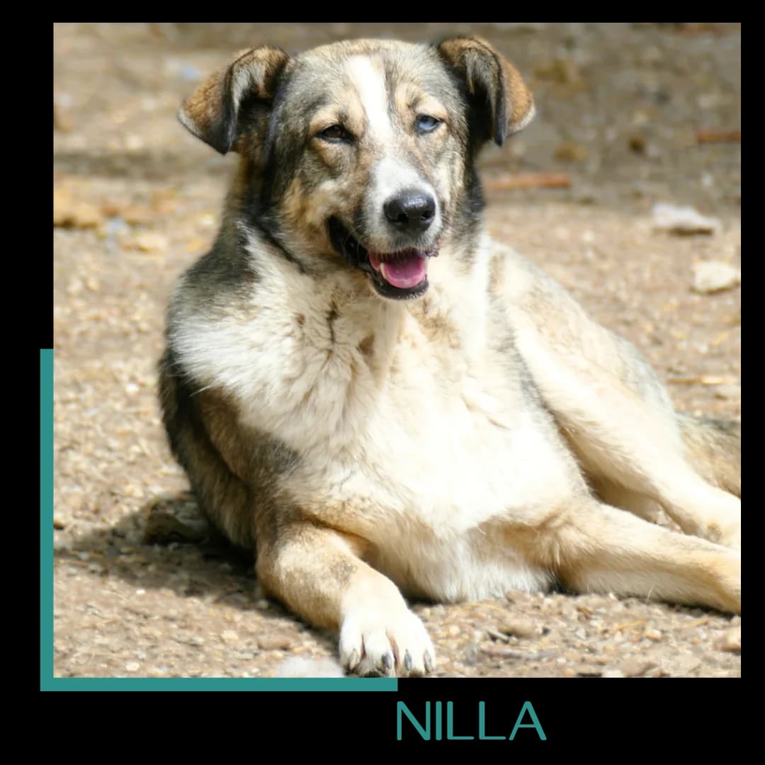 Nilla, female 4yo Mixed Breed for adoption at Tiernothilfe Zweite Chance e.V., Bitterfeld - Wolfen