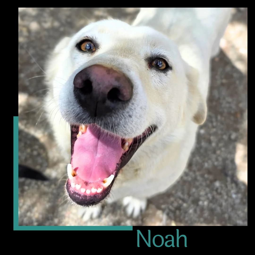 Noah, male 4yo Mixed Breed for adoption at Tiernothilfe Zweite Chance e.V., Bitterfeld - Wolfen