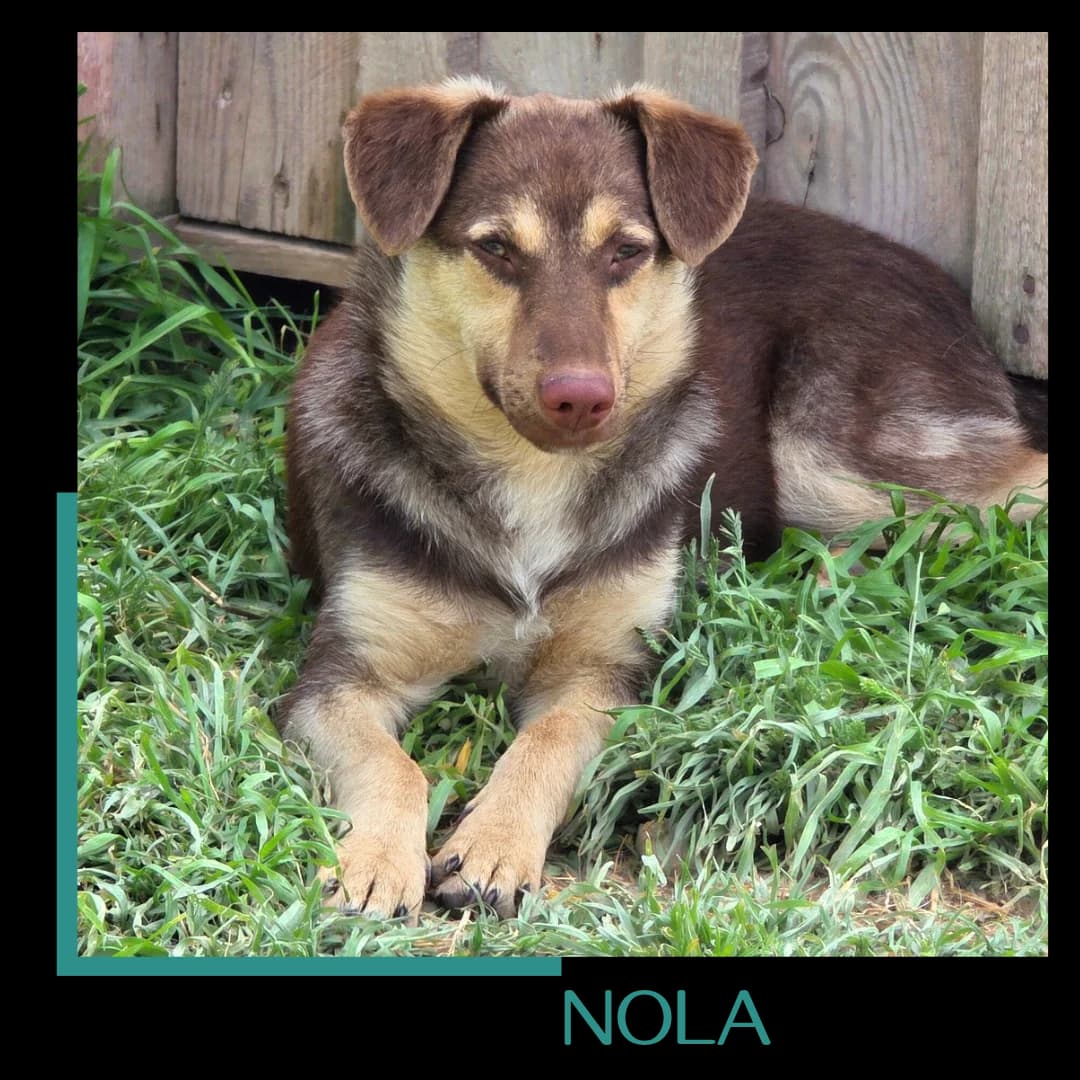 NOLA, female Mixed Breed for adoption at Tiernothilfe Zweite Chance e.V., Bitterfeld - Wolfen