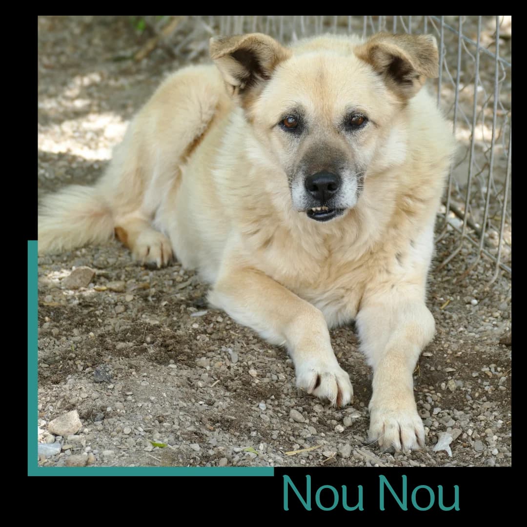 NouNou, female senior Mixed Breed for adoption at Tiernothilfe Zweite Chance e.V., Bitterfeld - Wolfen