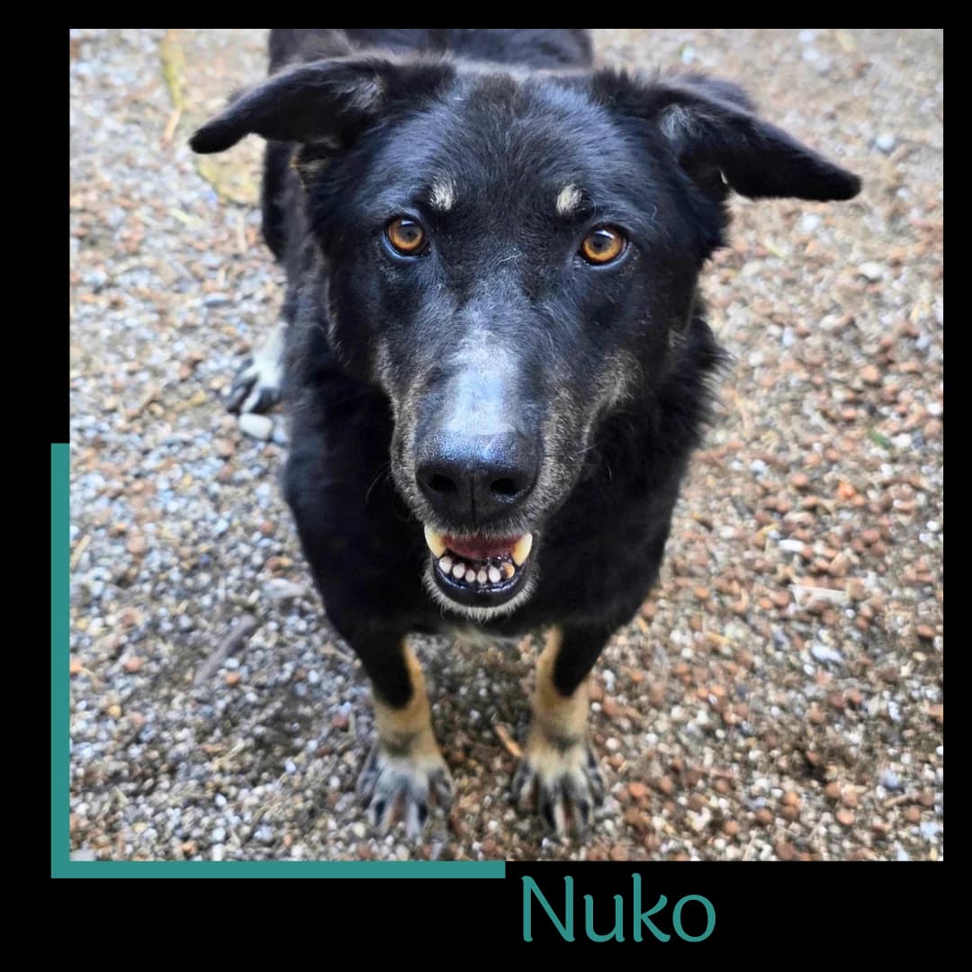 Nuko, male 4yo Mixed Breed for adoption at Tiernothilfe Zweite Chance e.V., Bitterfeld - Wolfen