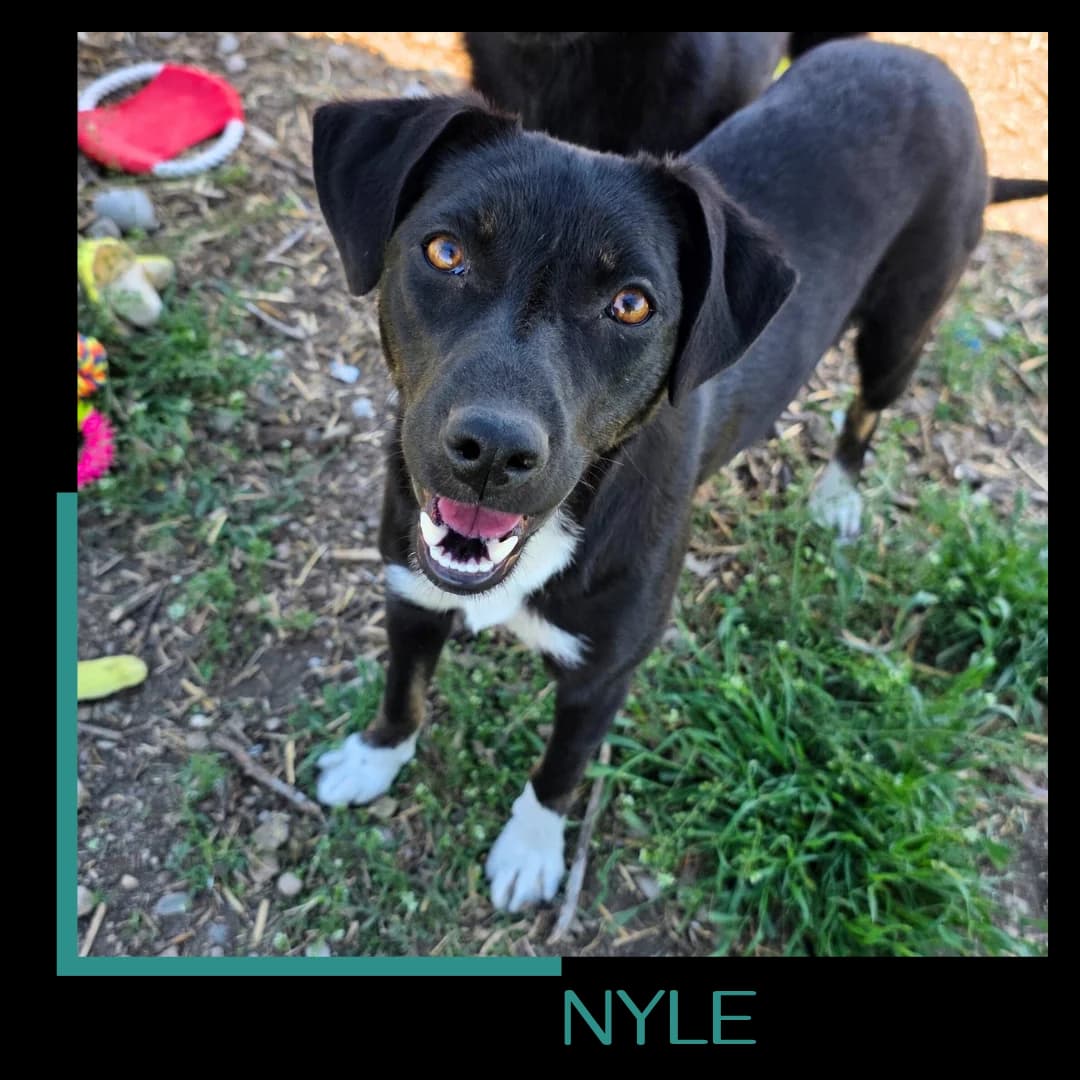 Nyle, female young Mixed Breed for adoption at Tiernothilfe Zweite Chance e.V., Bitterfeld - Wolfen