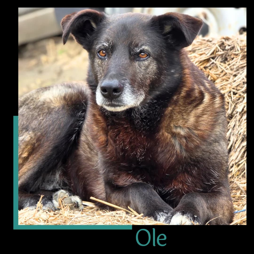 Ole, male 7yo Mixed Breed for adoption at Tiernothilfe Zweite Chance e.V., Bitterfeld - Wolfen