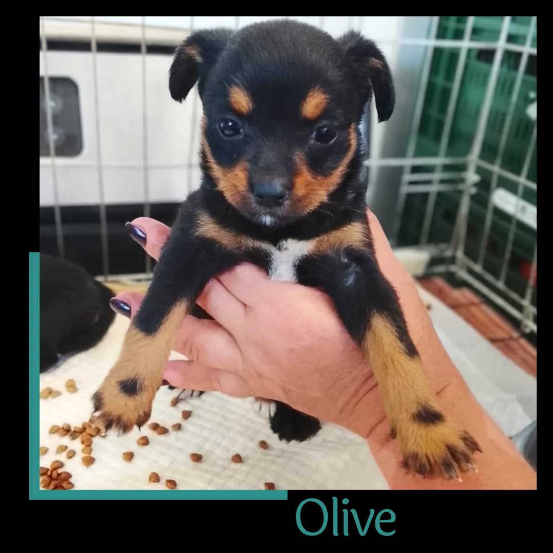Olive, female Mixed Breed for adoption at Tiernothilfe Zweite Chance e.V., Bitterfeld - Wolfen