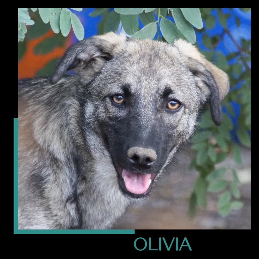 Olivia, female young Mixed Breed for adoption at Tiernothilfe Zweite Chance e.V., Bitterfeld - Wolfen