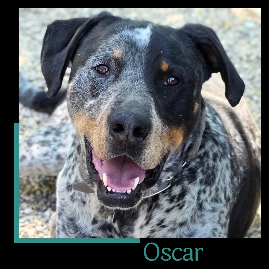 Oscar, male 5yo Mixed Breed for adoption at Tiernothilfe Zweite Chance e.V., Bitterfeld - Wolfen