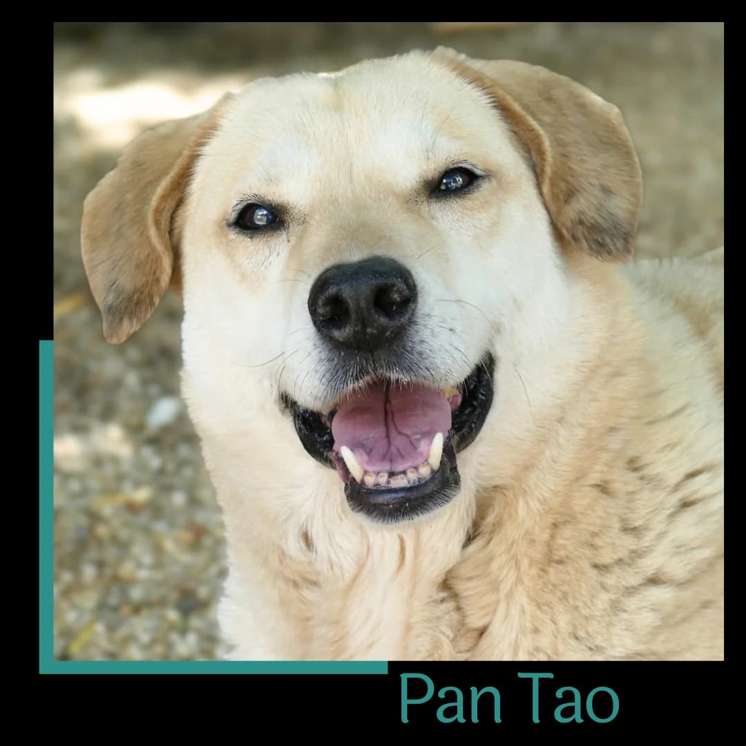 Pan Tao, male senior Mixed Breed for adoption at Tiernothilfe Zweite Chance e.V., Bitterfeld - Wolfen