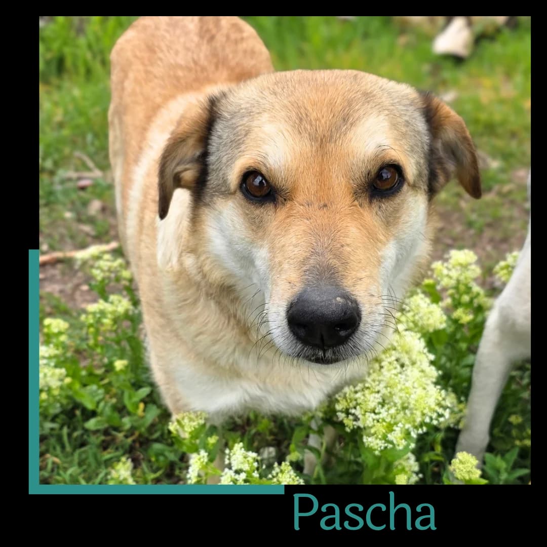 Pascha, male 6yo Mixed Breed for adoption at Tiernothilfe Zweite Chance e.V., Bitterfeld - Wolfen