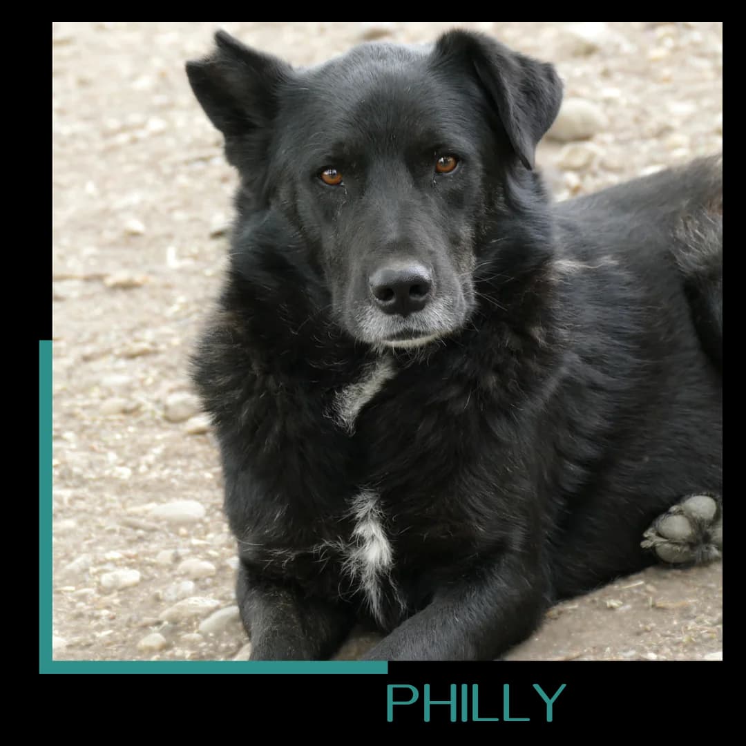 Philly, male 6yo Mixed Breed for adoption at Tiernothilfe Zweite Chance e.V., Bitterfeld - Wolfen