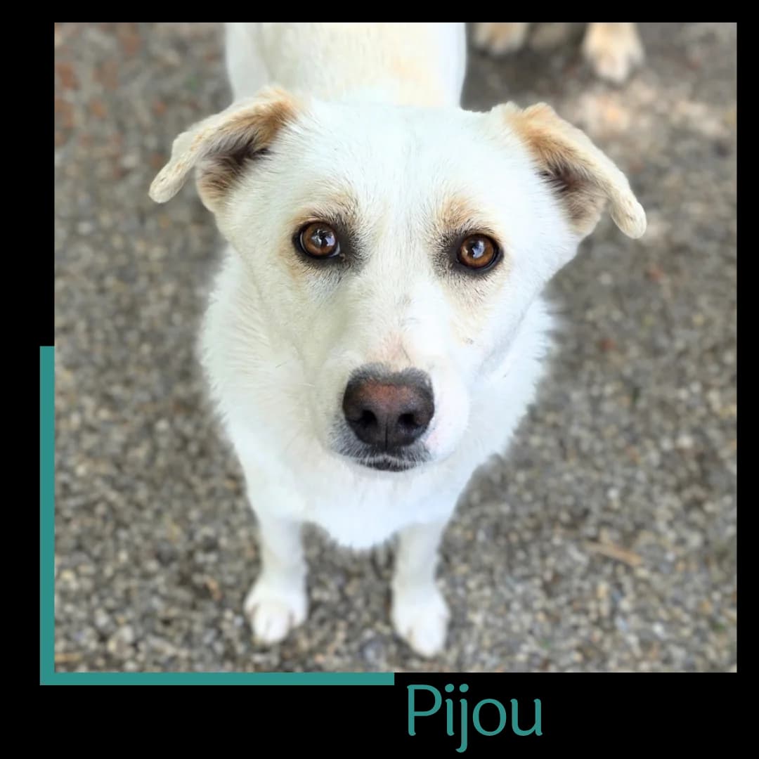 Pijou, male young Mixed Breed for adoption at Tiernothilfe Zweite Chance e.V., Bitterfeld - Wolfen