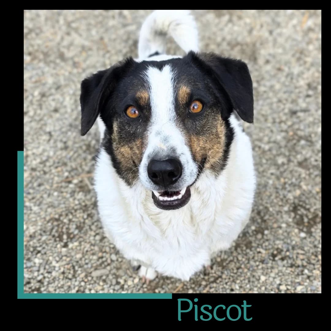 Piscot, male 3yo Mixed Breed for adoption at Tiernothilfe Zweite Chance e.V., Bitterfeld - Wolfen