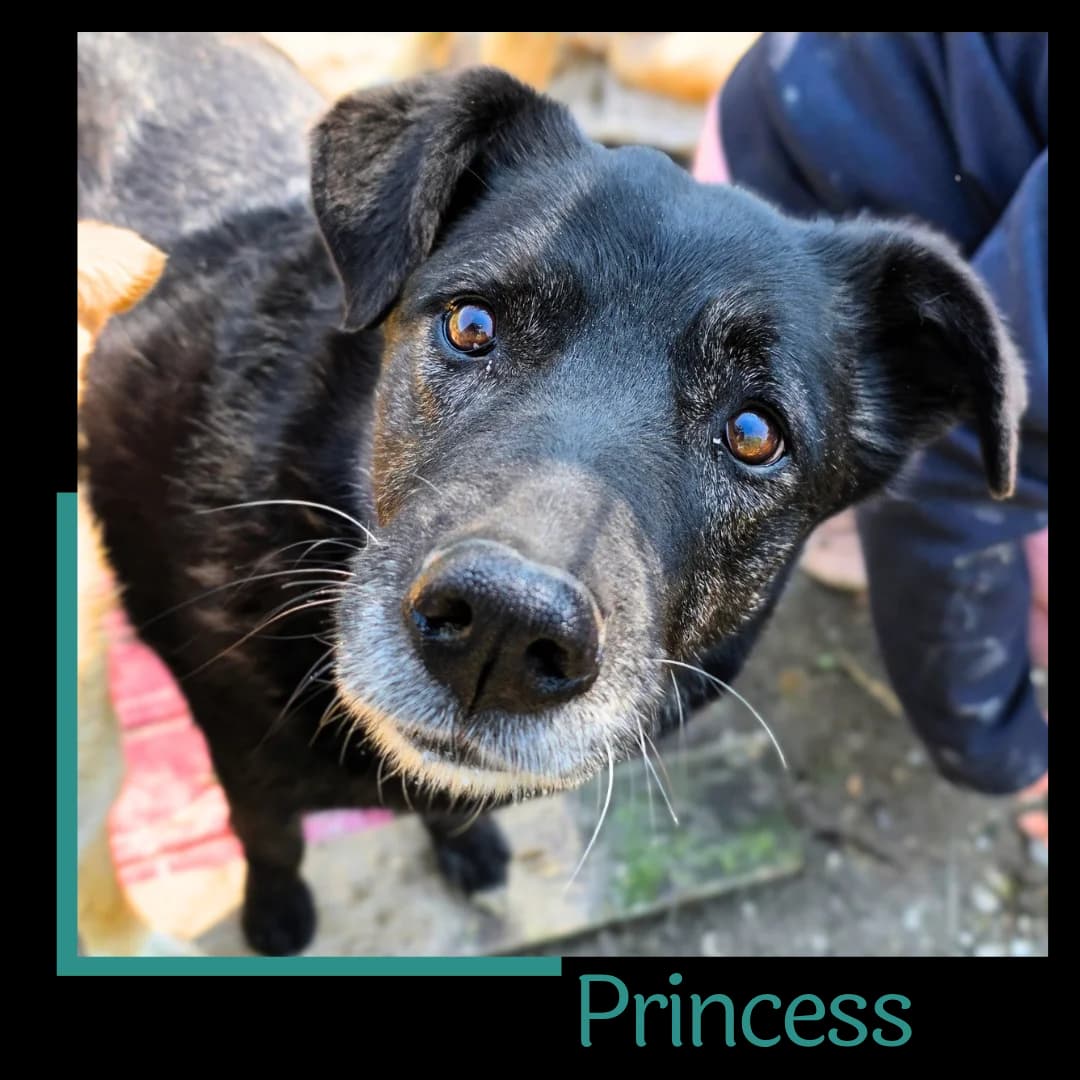 Princess, female senior Mixed Breed for adoption at Tiernothilfe Zweite Chance e.V., Bitterfeld - Wolfen