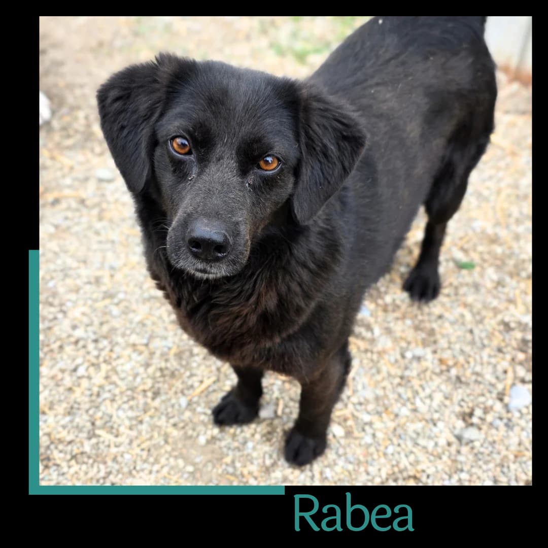 Rabea, female 4yo Mixed Breed for adoption at Tiernothilfe Zweite Chance e.V., Bitterfeld - Wolfen