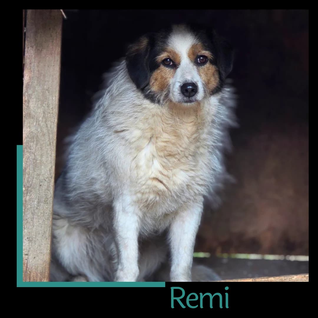 Remi, female 5yo Mixed Breed for adoption at Tiernothilfe Zweite Chance e.V., Bitterfeld - Wolfen