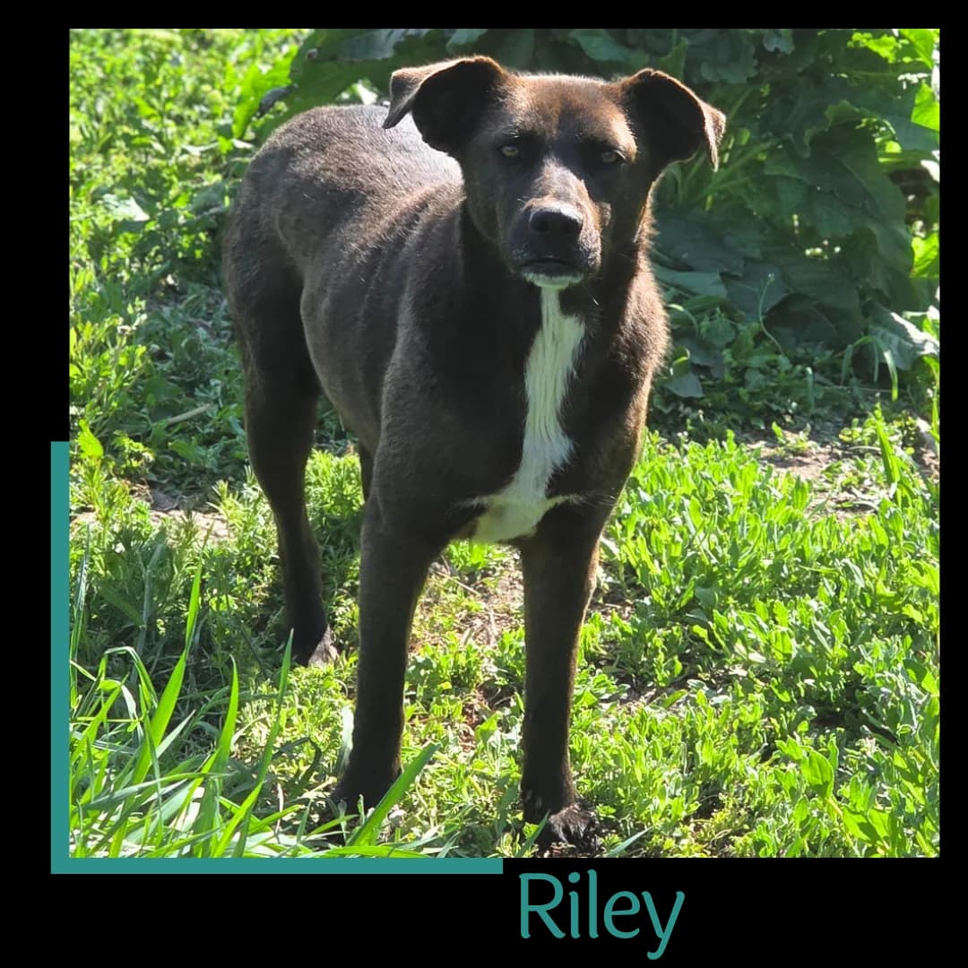 Riley, female 4yo Mixed Breed for adoption at Tiernothilfe Zweite Chance e.V., Bitterfeld - Wolfen