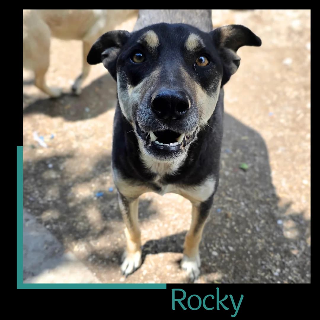 Rocky, male 4yo Mixed Breed for adoption at Tiernothilfe Zweite Chance e.V., Bitterfeld - Wolfen