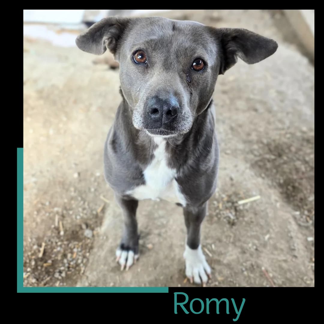 Romy, female 7yo Mixed Breed for adoption at Tiernothilfe Zweite Chance e.V., Bitterfeld - Wolfen