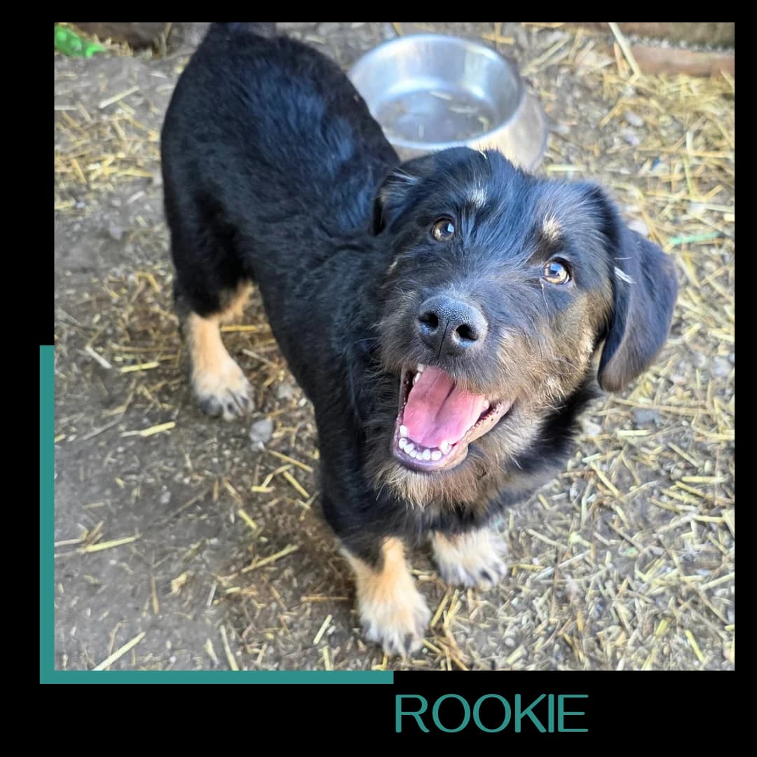 Rookie, male Mixed Breed for adoption at Tiernothilfe Zweite Chance e.V., Bitterfeld - Wolfen