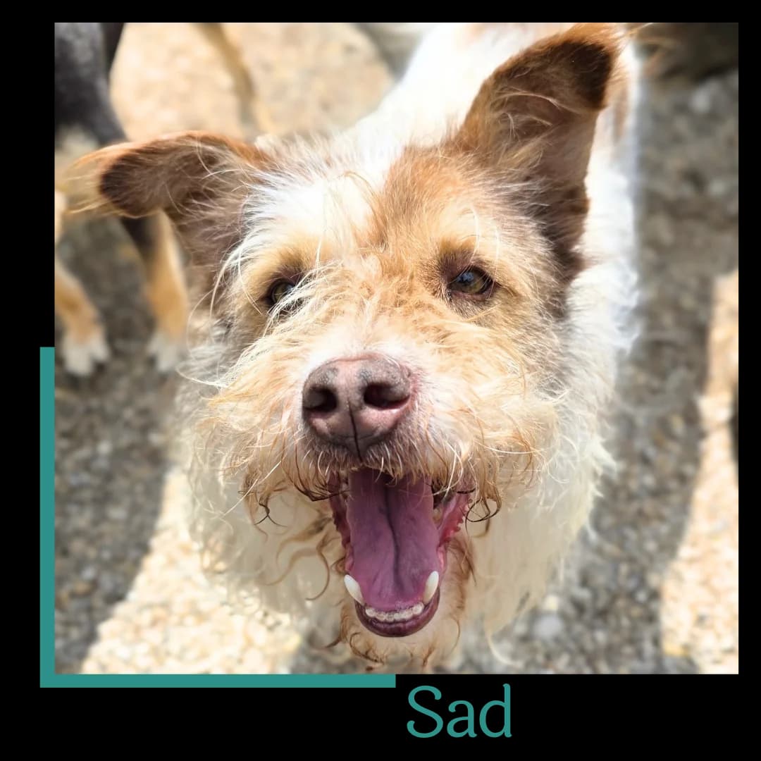 Sad, male senior Mixed Breed for adoption at Tiernothilfe Zweite Chance e.V., Bitterfeld - Wolfen