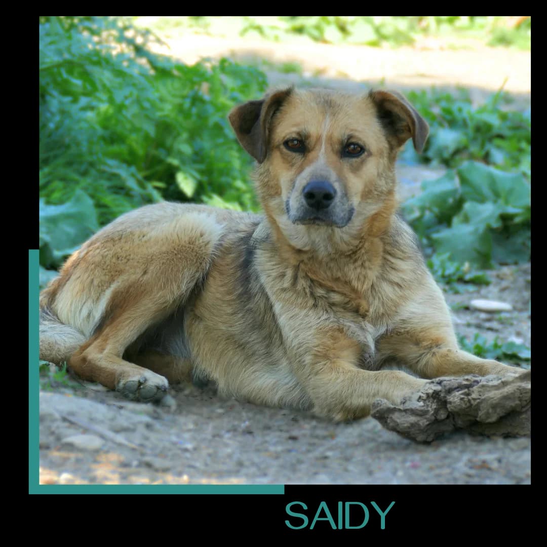 Saidy, female 4yo Mixed Breed for adoption at Tiernothilfe Zweite Chance e.V., Bitterfeld - Wolfen