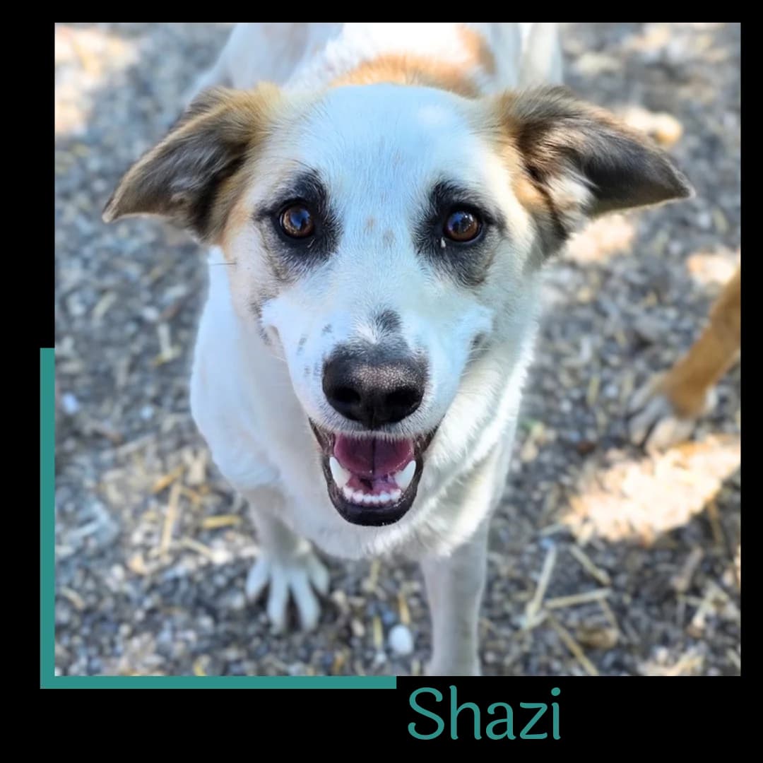 Shazi, female 3yo Mixed Breed for adoption at Tiernothilfe Zweite Chance e.V., Bitterfeld - Wolfen