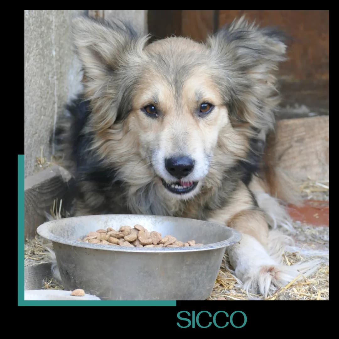 SICCO, male senior Mixed Breed for adoption at Tiernothilfe Zweite Chance e.V., Bitterfeld - Wolfen