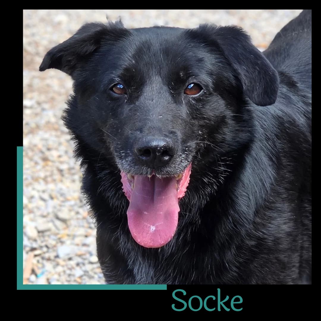 Socke, male senior Mixed Breed for adoption at Tiernothilfe Zweite Chance e.V., Bitterfeld - Wolfen