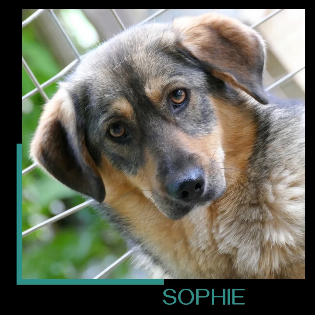 SOPHIE, female 5yo Mixed Breed for adoption at Tiernothilfe Zweite Chance e.V., Bitterfeld - Wolfen