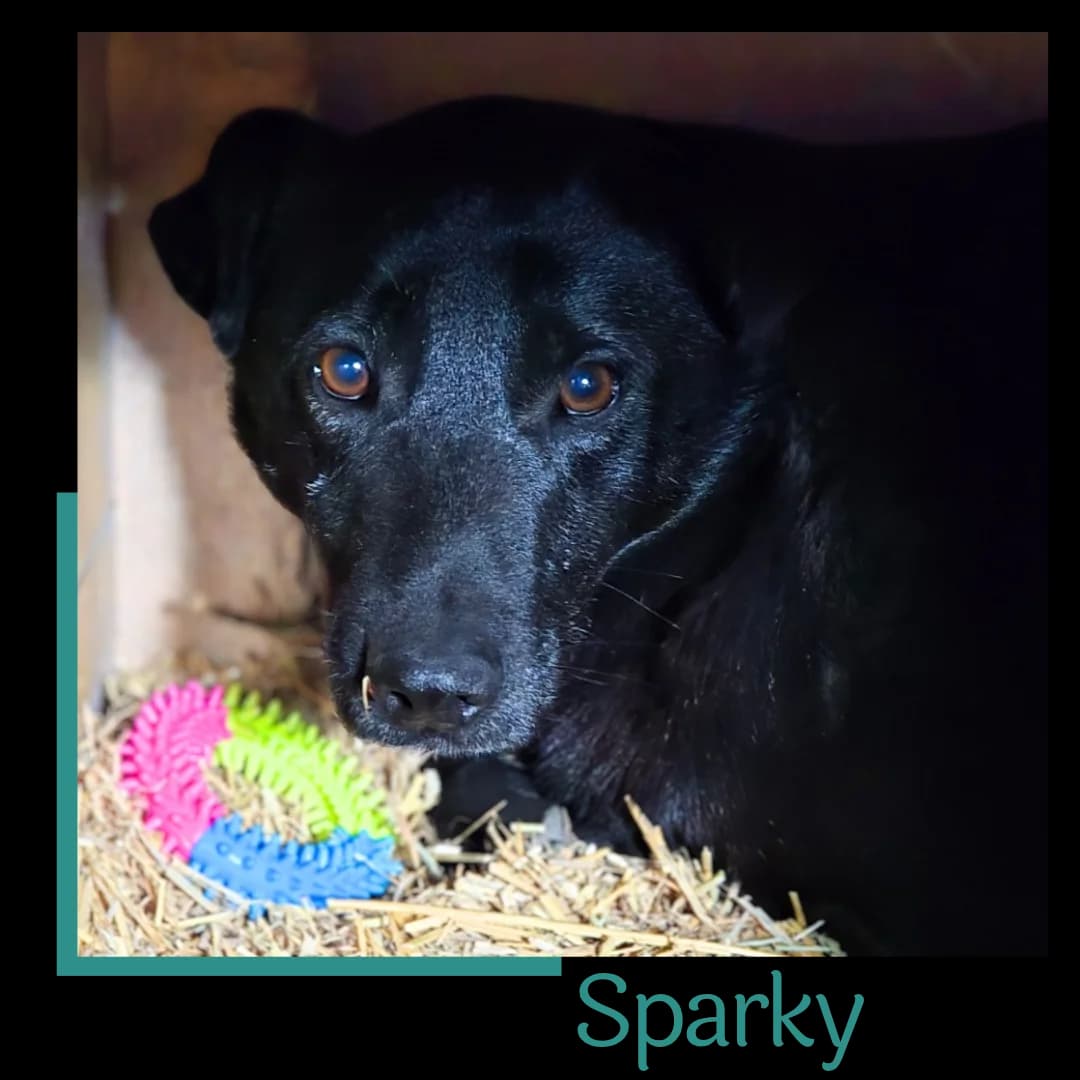 SPARKY, male senior Mixed Breed for adoption at Tiernothilfe Zweite Chance e.V., Bitterfeld - Wolfen