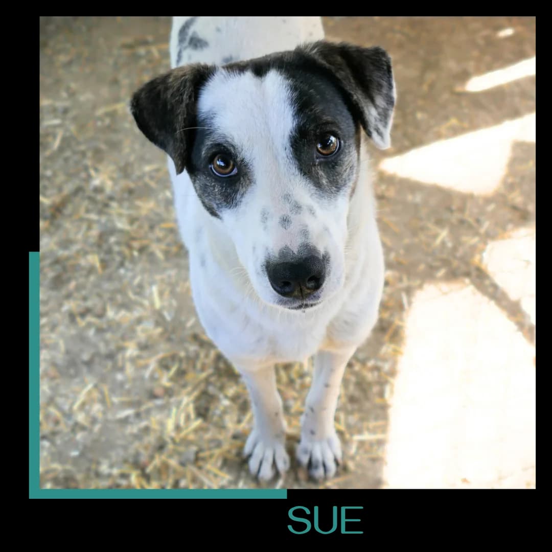 Sue, female 3yo Mixed Breed for adoption at Tiernothilfe Zweite Chance e.V., Bitterfeld - Wolfen