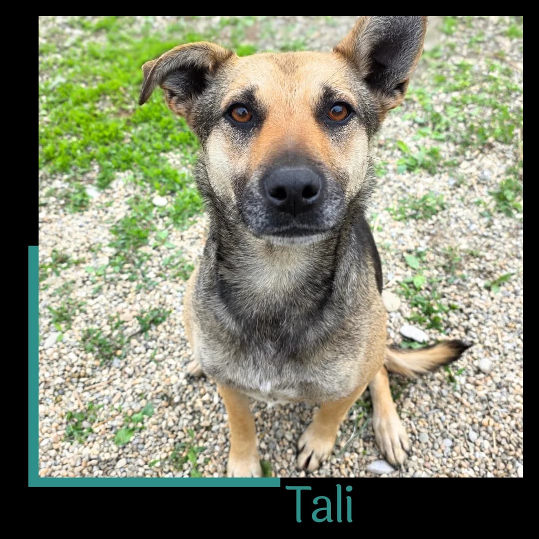 Tali, female young Mixed Breed for adoption at Tiernothilfe Zweite Chance e.V., Bitterfeld - Wolfen
