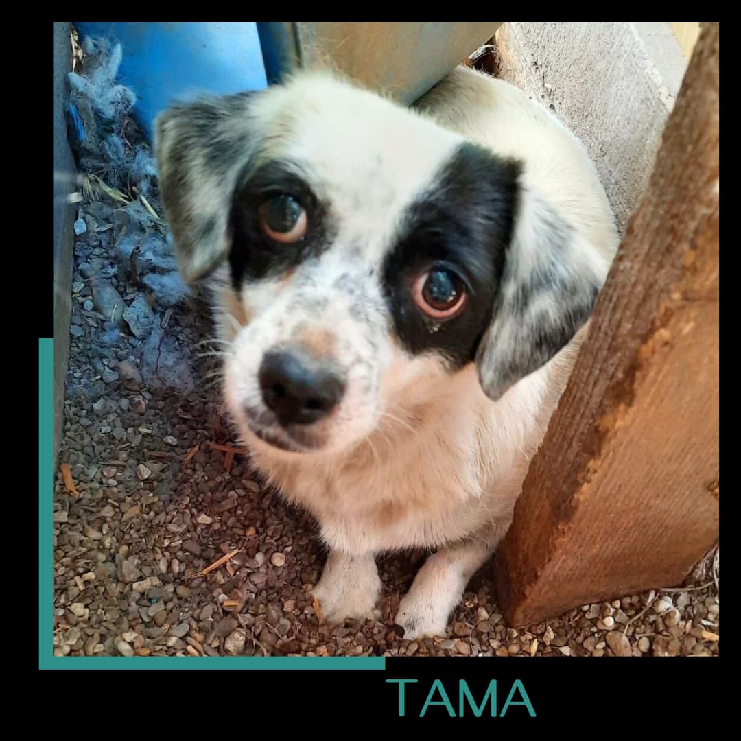 Tama, female 6yo Mixed Breed for adoption at Tiernothilfe Zweite Chance e.V., Bitterfeld - Wolfen