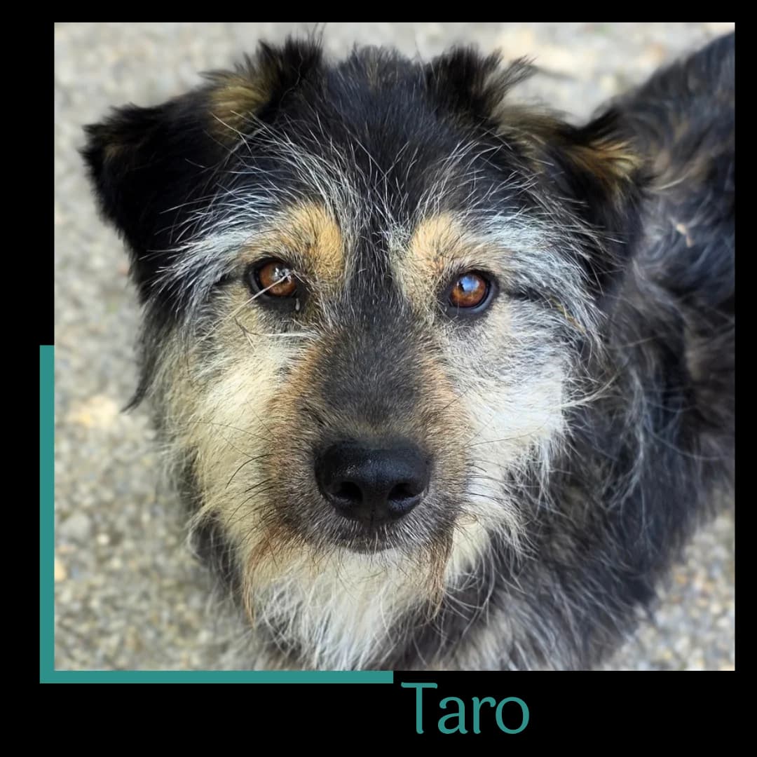 Taro, male puppy Mixed Breed for adoption at Tiernothilfe Zweite Chance e.V., Bitterfeld - Wolfen