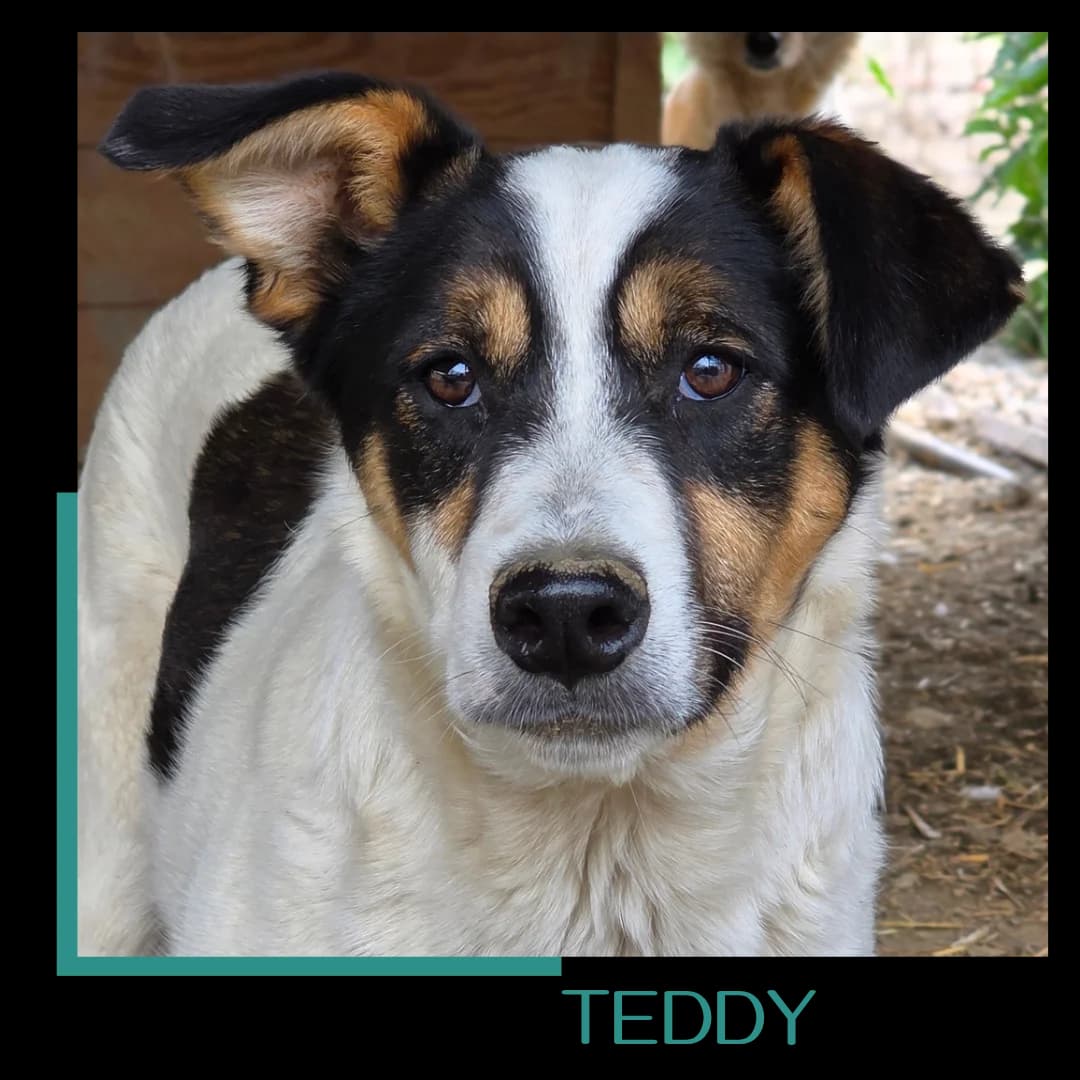 Teddy, male Mixed Breed for adoption at Tiernothilfe Zweite Chance e.V., Bitterfeld - Wolfen