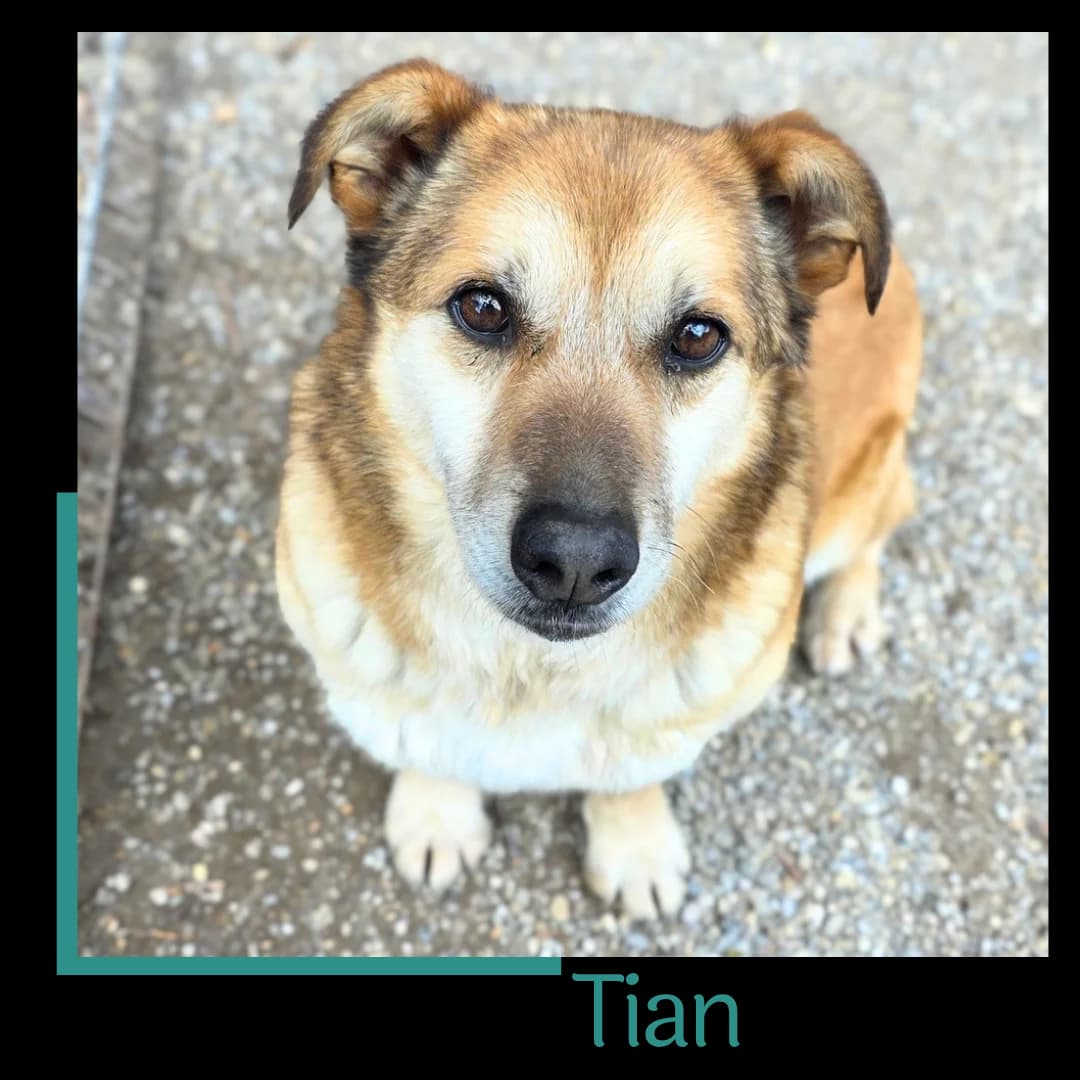 Tian, male senior Mixed Breed for adoption at Tiernothilfe Zweite Chance e.V., Bitterfeld - Wolfen