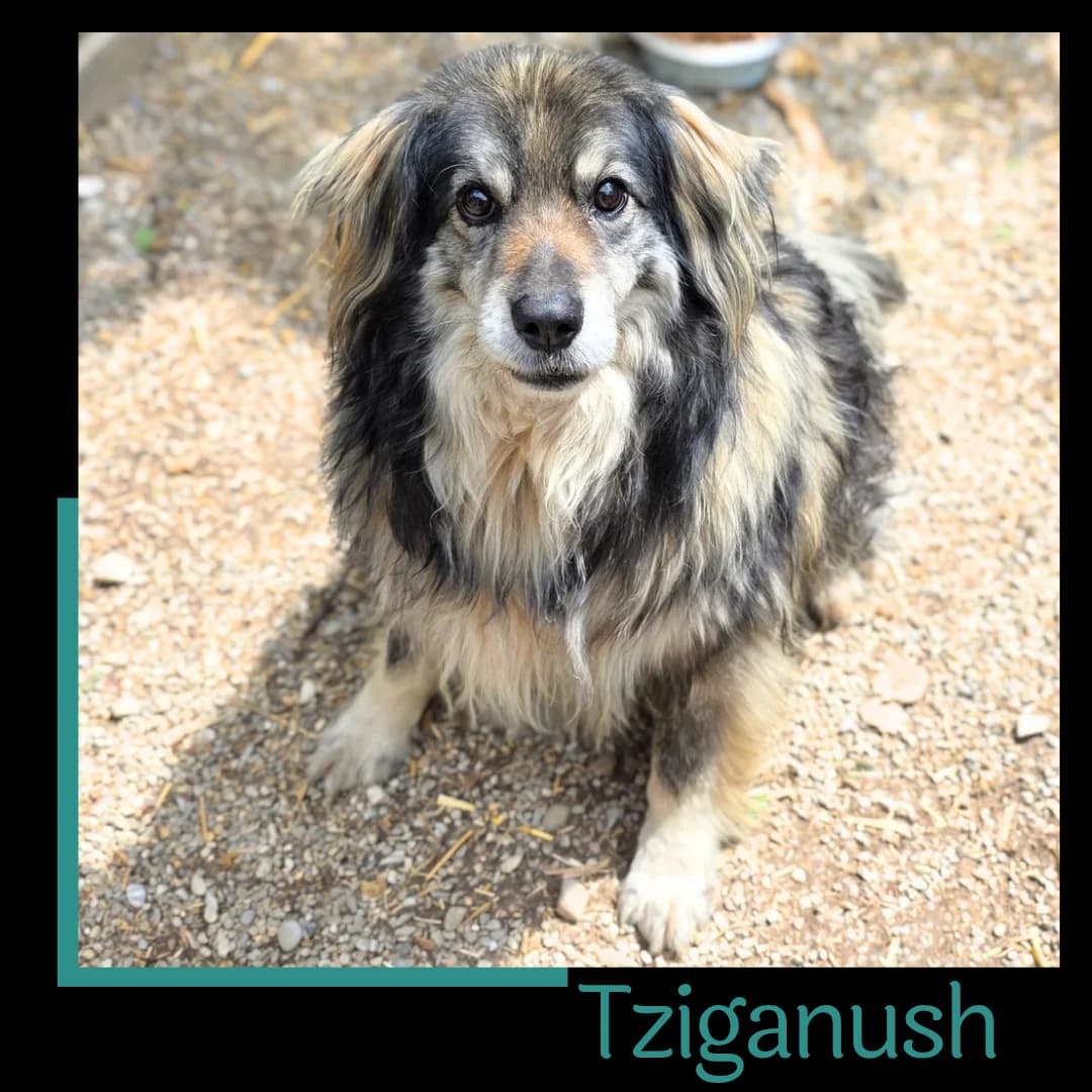 Tziganush, male senior Mixed Breed for adoption at Tiernothilfe Zweite Chance e.V., Bitterfeld - Wolfen