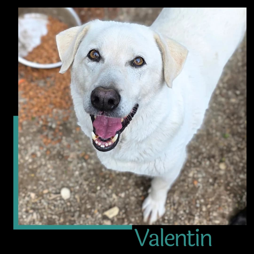 Valentin, male senior Mixed Breed for adoption at Tiernothilfe Zweite Chance e.V., Bitterfeld - Wolfen