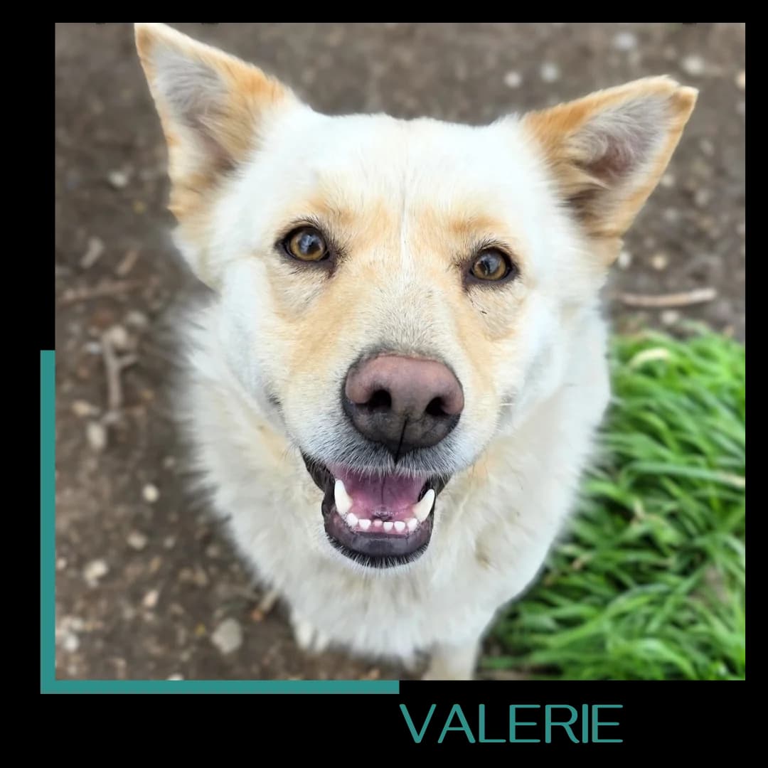 Valerie, female 7yo Mixed Breed for adoption at Tiernothilfe Zweite Chance e.V., Bitterfeld - Wolfen
