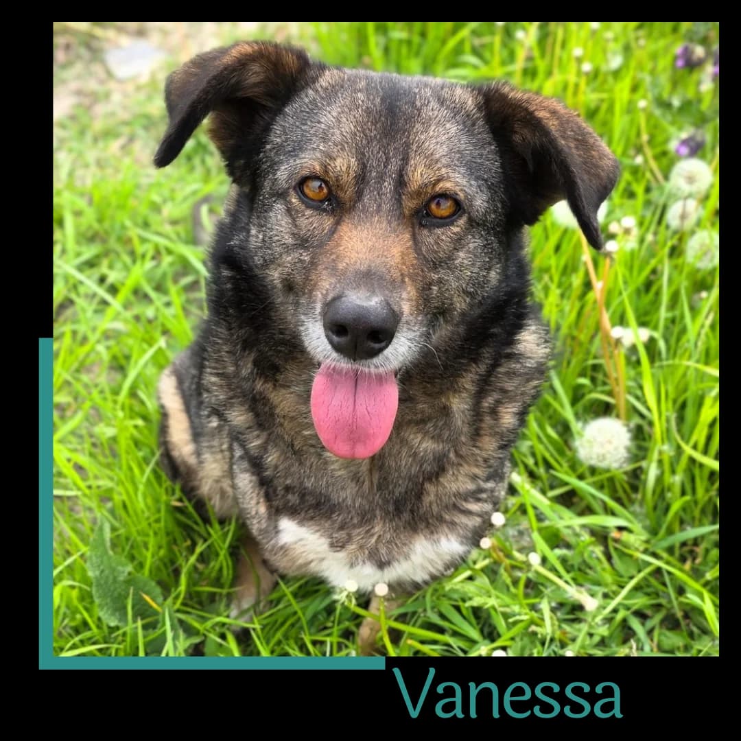 Vanessa, female 5yo Mixed Breed for adoption at Tiernothilfe Zweite Chance e.V., Bitterfeld - Wolfen